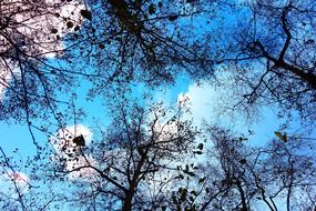 Tree Top Branch and blue sky