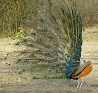 Indian National Bird