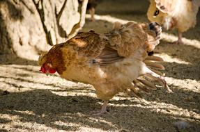Chicken Gymnastics