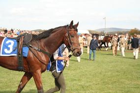Racehorse Sport