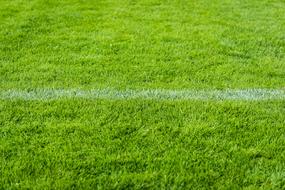 green Grass Rush Field