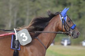 Trotting Sport Horse number three