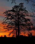 red Sunrise Winter tree