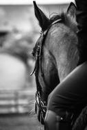 Horse Black And White photo