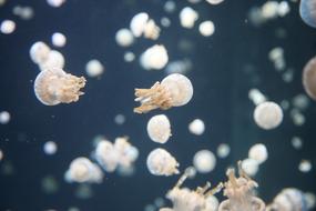 Jellyfish smallUnderwater