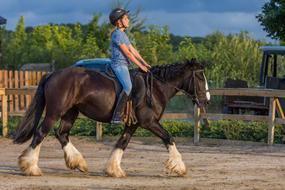 Riding Horses Farm