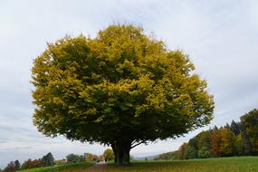 Tree and Meadow