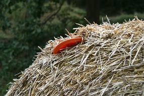 frisbee in a haystack