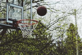 Green Trees amd basketball ring