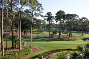 trees near the golf course