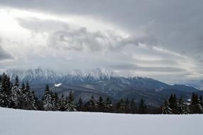 fabulous winter, forest, mountains