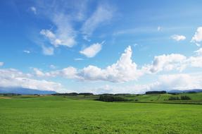 Natural Biei meadow