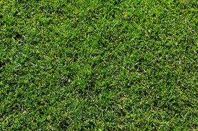 Green Grass on sport Lawn