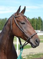 portrait of a thoroughbred brown horse