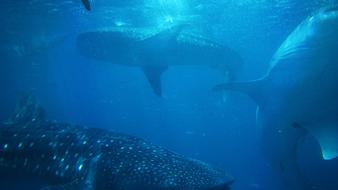 Beautiful waterscape with the sharks, in the blue water in light