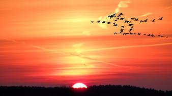 Birds flying above the beautiful forest with the red, orange and yellow sunrise on horizon