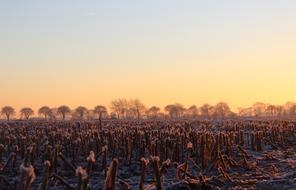 frozen field in the morning