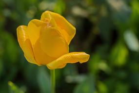 yellow Flower at Nature