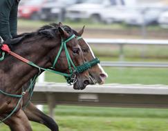Horses Track Race speed