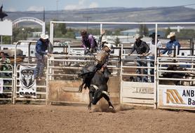 Cowboy on the bull, in motion, on the sand, on rodeo in Laramie, Wyoming, USA