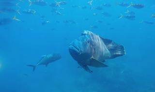 flocks of tropical fish in the ocean in Australia