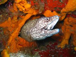 fish in ocean coral close up