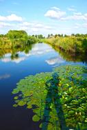 shadow of a man on water lilies in a pond, netherlands