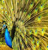 photo of Peacock Plumage Tail