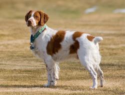 Brittany Spaniel Canine