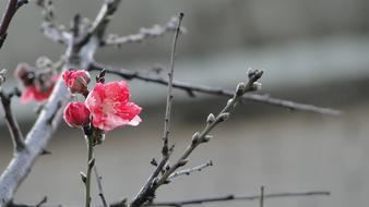 Peach Flower Blossom Spring