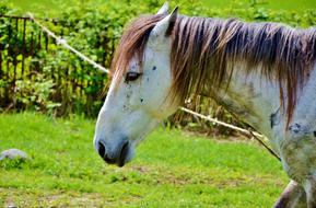 Profile portrait of the beautiful, cute, brown and white horse on the green grass