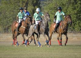 Polo Horses tournament