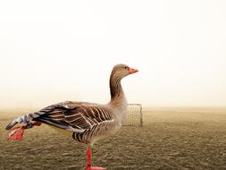 ravishing Goose Bird Feather