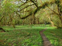 trail in green rainforest