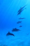 a flock of dolphins underwater in Hawaii