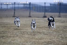 dogs Animals on Field