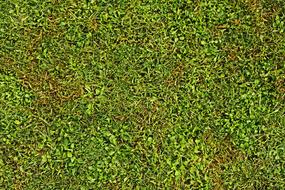 Beautiful and colorful, growing grass on the field, in the garden