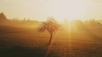 Morning Sunrise over trees