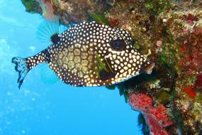 black and white spotted fish near a coral reef in the sea