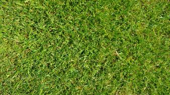 Grass Green for playing football