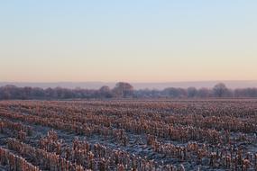 harvested corn field at Winter