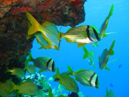 ravishing Fish Underwater