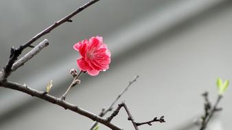 Peach Flower on twig