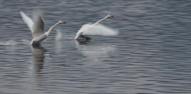 taking off two swans