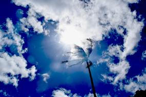 Sunny Sky and Palm