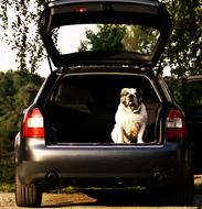 english bulldog sitting in the trunk of an audi car