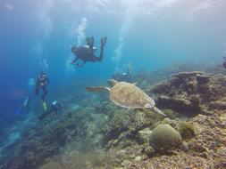 Scuba Diving, indonesia