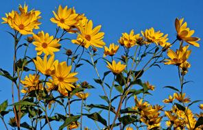 Yellow Flowers at Blue Sky