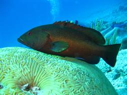 ravishing Diving Ocean Coral