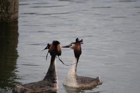 Waters Bird Animal